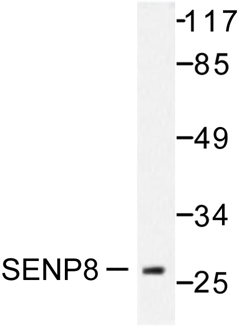 SENP8 Antibody - Western blot of SENP8 (T191) pAb in extracts from HUVEC cells.