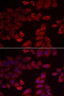 SEPHS1 / SPS Antibody - Immunofluorescence analysis of HeLa cells.