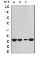 SEPHS1 / SPS Antibody - Western blot analysis of SEPHS1 expression in SW620 (A); HepG2 (B); mouse liver (C); rat kidney (D) whole cell lysates.