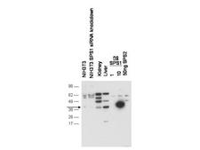 SEPHS1 / SPS Antibody - Anti-SPS1 Antibody - Western Blot. Western blot of anti-SPS1 antibody shows detection of endogenous SPS1 in NIH3T3 cell. No signal is seen in lysates from cells after pre-treatment with SPS1 siRNA. Endogenous SPS1 can be detected in mouse kidney and liver tissue lysates. Negligible cross-reactivity is seen against recombinant SPS2. The primary antibody was used at a 1:1000 dilution. Personal Communication, D. Hatfield, NCI, Bethesda, MD.