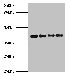 SEPHS1 / SPS Antibody - Western blot All Lanes:SEPHS1 antibody at 3.05ug/ml Lane 1:mouse liver tissue Lane 2:HepG2 whole cell lysate Lane 3:mouse kidney tissue Lane 4:U251 whole cell lysate Secondary Goat polyclonal to rabbit at 1/10000 dilution Predicted band size: 43,36 kDa Observed band size: 43 kDa