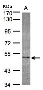 SEPHS2 Antibody - Sample (30g whole cell lysate). A: HeLa S3. 7.5% SDS PAGE. SEPHS2 antibody diluted at 1:1000