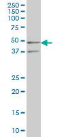 SEPHS2 Antibody - SEPHS2 monoclonal antibody (M02), clone 2G9 Western blot of SEPHS2 expression in K-562.