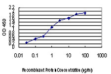 SEPHS2 Antibody - Detection limit for recombinant GST tagged SEPHS2 is approximately 0.03 ng/ml as a capture antibody.