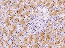 SEPHS2 Antibody - Immunochemical staining of human SEPHS2 in human kidney with rabbit polyclonal antibody at 1:500 dilution, formalin-fixed paraffin embedded sections.