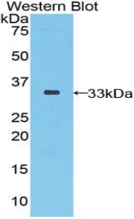 SEPP1 / Selenoprotein P Antibody - Western blot of recombinant SEPP1 / SELP / Selenoprotein p.  This image was taken for the unconjugated form of this product. Other forms have not been tested.