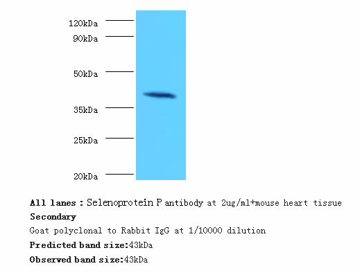 SEPP1 / Selenoprotein P Antibody - western blot. This image was taken for the unconjugated form of this product. Other forms have not been tested.