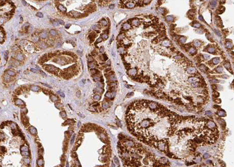 SEPP1 / Selenoprotein P Antibody - 1:100 staining human kidney tissue by IHC-P. The sample was formaldehyde fixed and a heat mediated antigen retrieval step in citrate buffer was performed. The sample was then blocked and incubated with the antibody for 1.5 hours at 22°C. An HRP conjugated goat anti-rabbit antibody was used as the secondary.