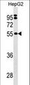 SEPSECS Antibody - SEPSECS Antibody western blot of HepG2 cell line lysates (35 ug/lane). The SEPSECS Antibody detected the SEPSECS protein (arrow).