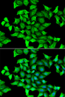 SEPSECS Antibody - Immunofluorescence analysis of HeLa cells.