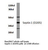 SEPT1 / Septin 1 Antibody - Western blot of Septin 1 (D205) pAb in extracts from raw264.7 cells.