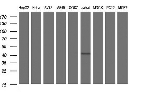 SEPT1 / Septin 1 Antibody - Western blot of extracts (35ug) from 9 different cell lines by using anti-SEPT1 monoclonal antibody (HepG2: human; HeLa: human; SVT2: mouse; A549: human; COS7: monkey; Jurkat: human; MDCK: canine; PC12: rat; MCF7: human).