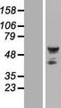 SEPT10 /Septin 10 Protein - Western validation with an anti-DDK antibody * L: Control HEK293 lysate R: Over-expression lysate