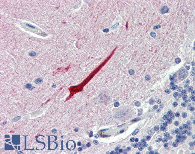 SEPT11 / Septin 11 Antibody - Anti-SEPT11 / Septin 11 antibody IHC of human brain, cerebellum. Immunohistochemistry of formalin-fixed, paraffin-embedded tissue after heat-induced antigen retrieval. Antibody concentration 5 ug/ml.  This image was taken for the unconjugated form of this product. Other forms have not been tested.