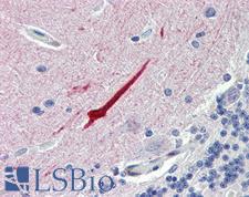 SEPT11 / Septin 11 Antibody - Anti-SEPT11 / Septin 11 antibody IHC of human brain, cerebellum. Immunohistochemistry of formalin-fixed, paraffin-embedded tissue after heat-induced antigen retrieval. Antibody concentration 5 ug/ml.  This image was taken for the unconjugated form of this product. Other forms have not been tested.