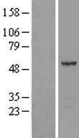 SEPT11 / Septin 11 Protein - Western validation with an anti-DDK antibody * L: Control HEK293 lysate R: Over-expression lysate