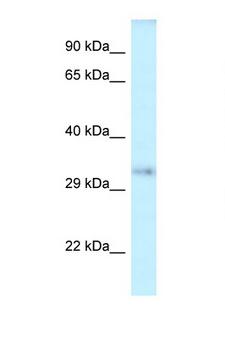 SEPT12 / Septin 12 Antibody - SEPT12 / Septin 12 antibody Western blot of Mouse Liver lysate. Antibody concentration 1 ug/ml.  This image was taken for the unconjugated form of this product. Other forms have not been tested.