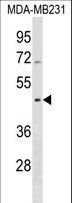 SEPT12 / Septin 12 Antibody - SEPT12 Antibody western blot of MDA-MB231 cell line lysates (35 ug/lane). The SEPT12 antibody detected the SEPT12 protein (arrow).