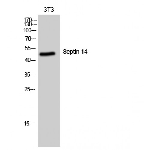 SEPT14 Antibody - Western blot of Septin 14 antibody