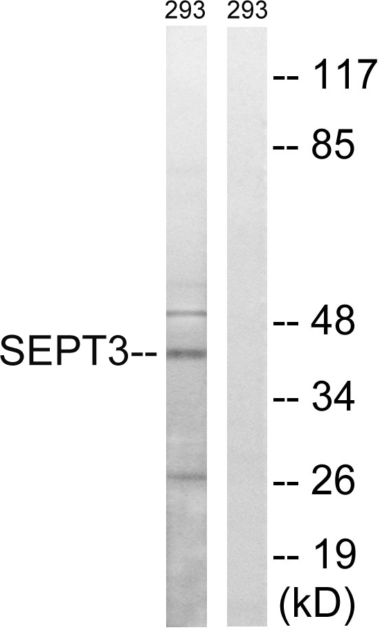 SEPT3 / Septin 3 Antibody - Western blot analysis of lysates from 293 cells, using SEPT3 Antibody. The lane on the right is blocked with the synthesized peptide.