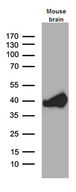 SEPT3 / Septin 3 Antibody - Western blot analysis of extracts. (35ug) from mouse brain tissue lysate by using anti-SEPT3 monoclonal antibody. (1:500)