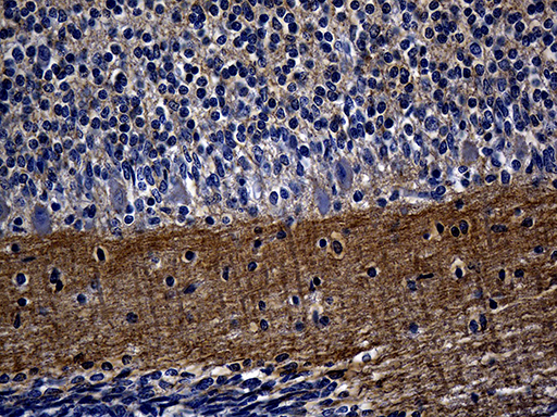SEPT3 / Septin 3 Antibody - Immunohistochemical staining of paraffin-embedded Human embryonic cerebellum within the normal limits using anti-SEPT3 mouse monoclonal antibody. (Heat-induced epitope retrieval by 1mM EDTA in 10mM Tris buffer. (pH8.5) at 120°C for 3 min. (1:500)