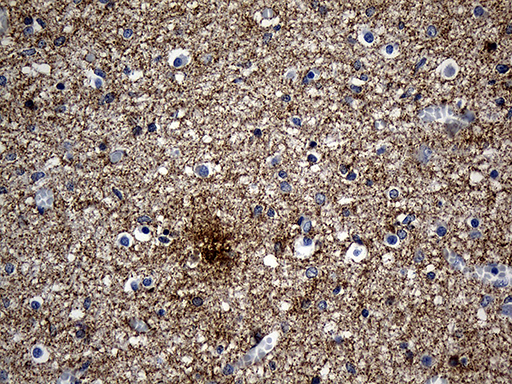 SEPT3 / Septin 3 Antibody - Immunohistochemical staining of paraffin-embedded Human embryonic cerebellum within the normal limits using anti-SEPT3 mouse monoclonal antibody. (Heat-induced epitope retrieval by 1mM EDTA in 10mM Tris buffer. (pH8.5) at 120°C for 3 min. (1:500)