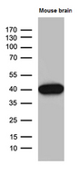 SEPT3 / Septin 3 Antibody - Western blot analysis of extracts. (35ug) from mouse brain tissue lysate by using anti-SEPT3 monoclonal antibody. (1:500)