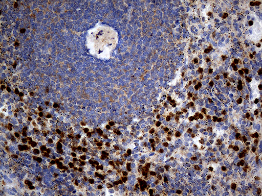 SEPT3 / Septin 3 Antibody - Immunohistochemical staining of paraffin-embedded Human spleen tissue within the normal limits using anti-SEPT3 mouse monoclonal antibody. (Heat-induced epitope retrieval by Tris-EDTA(1:500)
