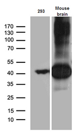 SEPT3 / Septin 3 Antibody - Western blot analysis of extracts. (35ug) from 293T cell line and mouse brain tissue lysate by using anti-SEPT3 monoclonal antibody. (1:500)