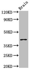 SEPT3 / Septin 3 Antibody - Positive Western Blot detected in Mouse brain tissue. All lanes: SEPT3 antibody at 3 µg/ml Secondary Goat polyclonal to rabbit IgG at 1/50000 dilution. Predicted band size: 41, 10 KDa. Observed band size: 41 KDa