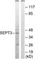 SEPT3 / Septin 3 Antibody - Western blot analysis of extracts from 293 cells, using SEPT3 antibody.