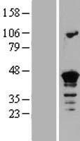 SEPT3 / Septin 3 Protein - Western validation with an anti-DDK antibody * L: Control HEK293 lysate R: Over-expression lysate