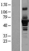 SEPT4 / Septin 4 Protein - Western validation with an anti-DDK antibody * L: Control HEK293 lysate R: Over-expression lysate