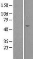 SEPT4 / Septin 4 Protein - Western validation with an anti-DDK antibody * L: Control HEK293 lysate R: Over-expression lysate