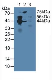 SEPT5 / Septin 5 Antibody - Western Blot; Sample: Lane1: Porcine Brain Tissue; Lane2: Porcine Heart Tissue; Lane3: Human HepG2 Cells.