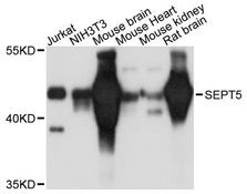 SEPT5 / Septin 5 Antibody - Western blot analysis of extracts of various cell lines, using SEPT5 antibody at 1:3000 dilution. The secondary antibody used was an HRP Goat Anti-Rabbit IgG (H+L) at 1:10000 dilution. Lysates were loaded 25ug per lane and 3% nonfat dry milk in TBST was used for blocking. An ECL Kit was used for detection and the exposure time was 30s.