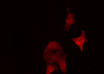 SEPT5 / Septin 5 Antibody - Staining HepG2 cells by IF/ICC. The samples were fixed with PFA and permeabilized in 0.1% Triton X-100, then blocked in 10% serum for 45 min at 25°C. The primary antibody was diluted at 1:200 and incubated with the sample for 1 hour at 37°C. An Alexa Fluor 594 conjugated goat anti-rabbit IgG (H+L) antibody, diluted at 1/600, was used as secondary antibody.