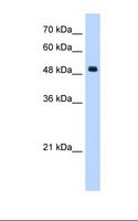 SEPT6 / Septin 6 Antibody - HepG2 cell lysate. Antibody concentration: 1.25 ug/ml. Gel concentration: 12%.  This image was taken for the unconjugated form of this product. Other forms have not been tested.