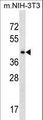SEPT6 / Septin 6 Antibody - SEPT6 Antibody western blot of mouse NIH-3T3 cell line lysates (35 ug/lane). The SEPT6 antibody detected the SEPT6 protein (arrow).