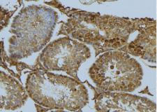 SEPT6 / Septin 6 Antibody - 1:100 staining mouse testis tissue by IHC-P. The sample was formaldehyde fixed and a heat mediated antigen retrieval step in citrate buffer was performed. The sample was then blocked and incubated with the antibody for 1.5 hours at 22°C. An HRP conjugated goat anti-rabbit antibody was used as the secondary.