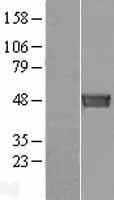SEPT6 / Septin 6 Protein - Western validation with an anti-DDK antibody * L: Control HEK293 lysate R: Over-expression lysate