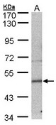 SEPT7 / Septin 7 Antibody - Sample (30 ug of whole cell lysate). A: MOLT4 . 7.5% SDS PAGE. Septin 7 / SEPT7 antibody diluted at 1:500