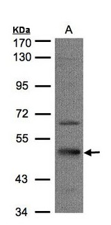 SEPT7 / Septin 7 Antibody - Sample (30 ug of whole cell lysate). A: HeLa S3. 7.5% SDS PAGE. Septin 7 / SEPT7 antibody diluted at 1:1000
