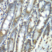 SEPT7 / Septin 7 Antibody - Immunohistochemistry of paraffin-embedded rat Intestine.