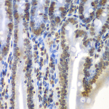 SEPT7 / Septin 7 Antibody - Immunohistochemistry of paraffin-embedded mouse Intestine.