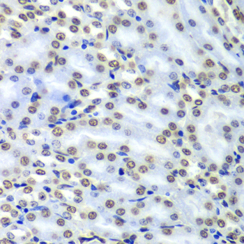 SEPT7 / Septin 7 Antibody - Immunohistochemistry of paraffin-embedded mouse kidney tissue.