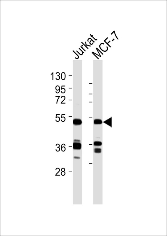 SEPT7 / Septin 7 Antibody - All lanes : Anti-Septin 7 Antibody at 1:1000 dilution Lane 1: Jurkat whole cell lysates Lane 2: MCF-7 whole cell lysates Lysates/proteins at 20 ug per lane. Secondary Goat Anti-Rabbit IgG, (H+L),Peroxidase conjugated at 1/10000 dilution Predicted band size : 51 kDa Blocking/Dilution buffer: 5% NFDM/TBST.