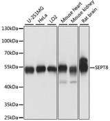 SEPT8 / Septin 8 Antibody - Western blot analysis of extracts of various cell lines, using SEPT8 antibody at 1:1000 dilution. The secondary antibody used was an HRP Goat Anti-Rabbit IgG (H+L) at 1:10000 dilution. Lysates were loaded 25ug per lane and 3% nonfat dry milk in TBST was used for blocking. An ECL Kit was used for detection and the exposure time was 10s.