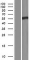 SEPT8 / Septin 8 Protein - Western validation with an anti-DDK antibody * L: Control HEK293 lysate R: Over-expression lysate